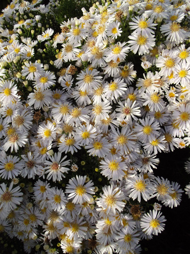 Aster owłosiony Monte Cassino Aster pringlei 1l |Sklep internetowy ...