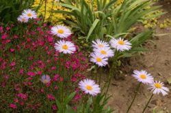 Aster alpejski Mix Aster alpinus 9