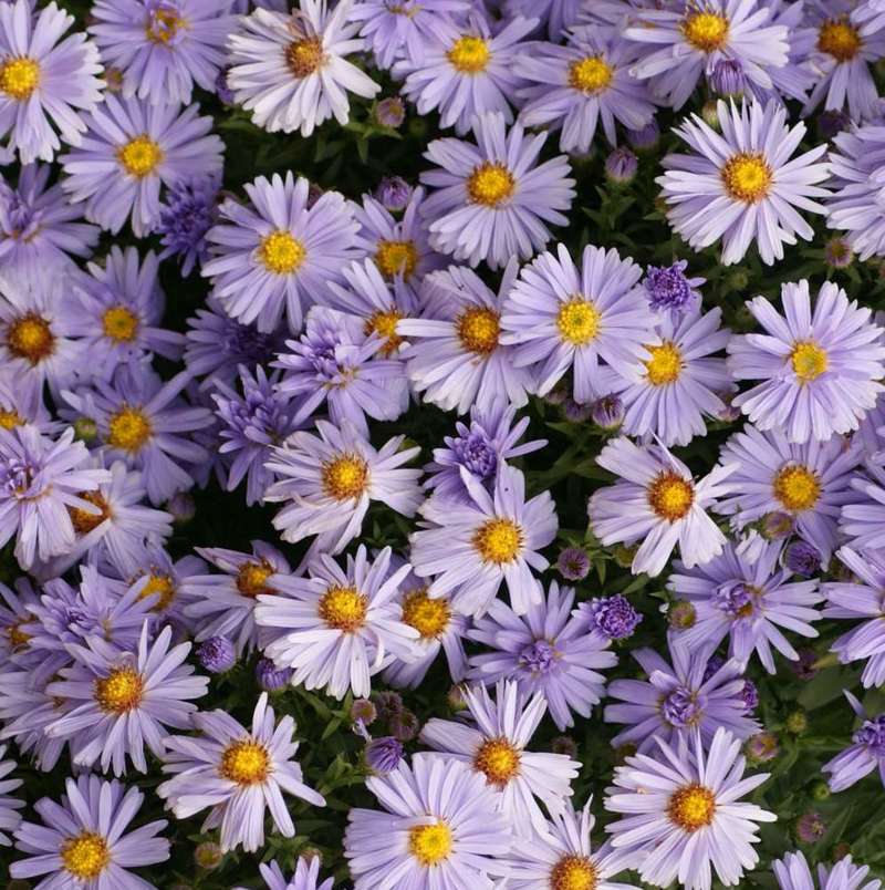 Aster krzaczasty Lady In Blue Aster dumosus 9 