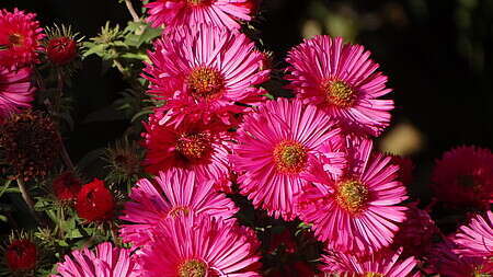 Aster nowobelgijski Andenken am Alma Pötschke Aster novi-belgii 1l