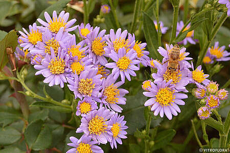 Aster nowobelgijski Andenken am Alma Pötschke Aster novi-belgii 1l