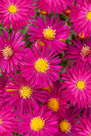 Aster nowobelgijski Crimson Brocade Aster novi-belgii 1l