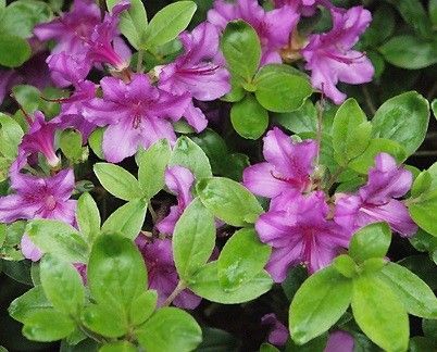 Azalia japońska Orlice  Azalea japonicum 11