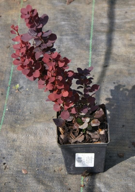 Berberys Thunberga Chocolate Summer Berberis Thunbergii 9-1l