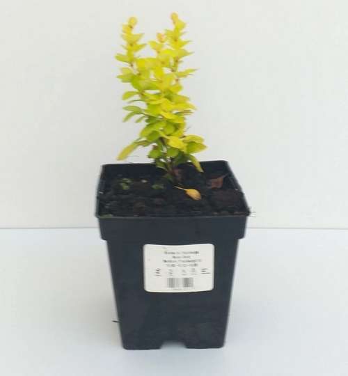 Berberys Thunberga Neon Gold Berberis Thunbergii 1l