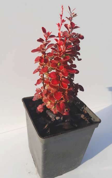 Berberys Thunberga Orange Moon Berberis Thunbergii 1l