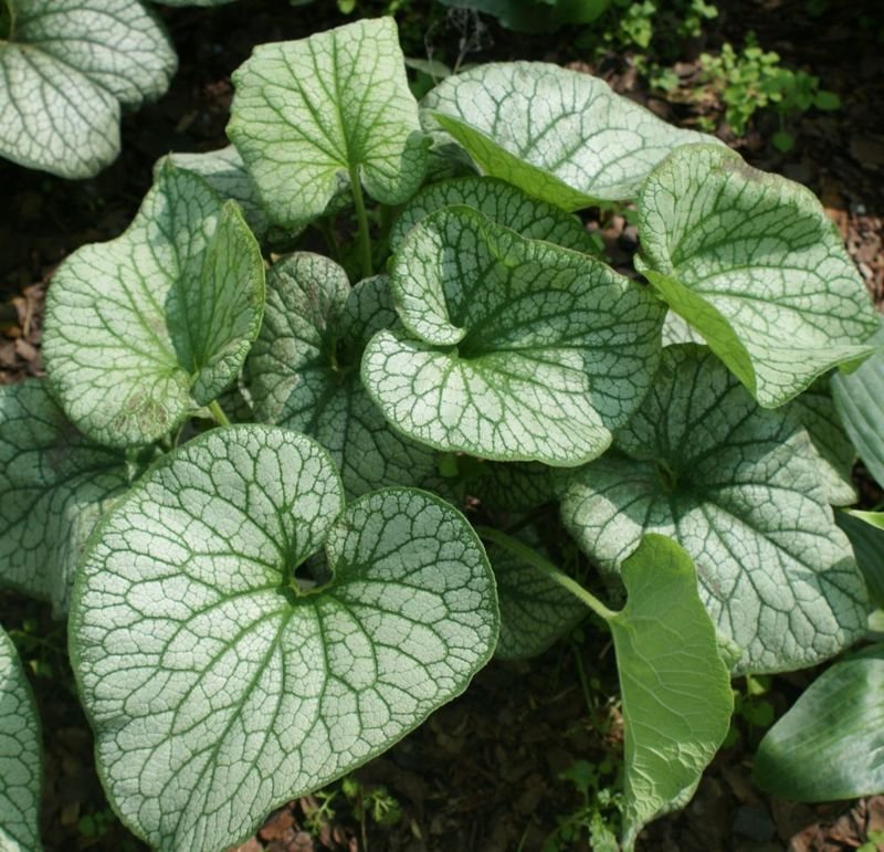 Brunnera wielkolistna Aleksander's Great Brunnera Macrophylla 1l