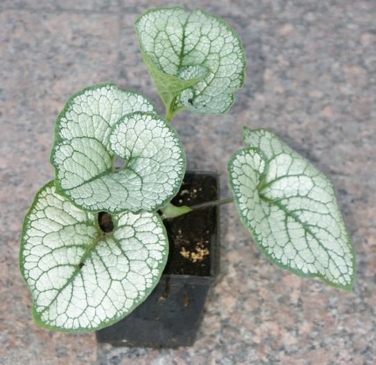 Brunnera wielkolistna Sea Heart Brunnera Macrophylla 1l