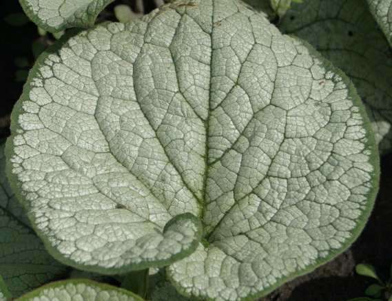 Brunnera wielkolistna Silver Heart Brunnera Macrophylla 1l