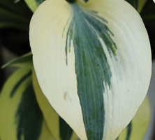 Funkia Autumn Frost Hosta 1l 