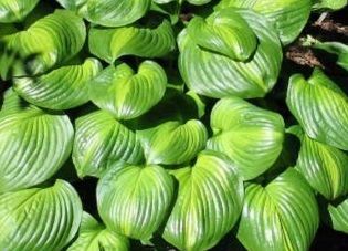 Funkia Avocado Hosta  1l