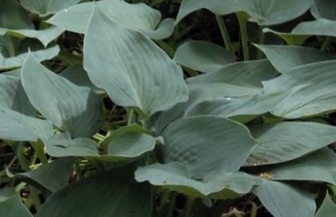 Funkia Halcyon Hosta 1l