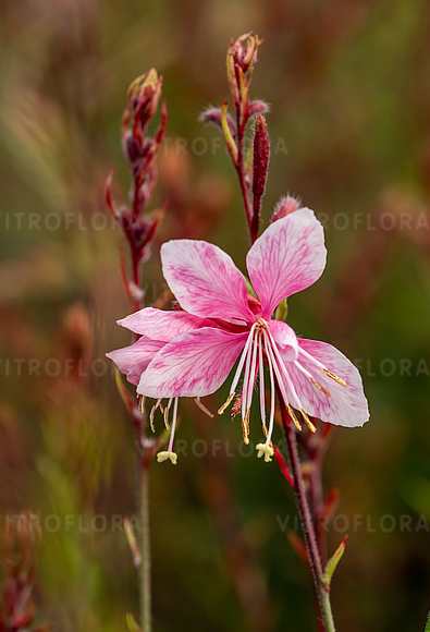 Gaura Cherry Brandy Gaura lindheimeri 1l