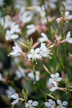 Gaura Graceful Blush Gaura lindheimeri 1l