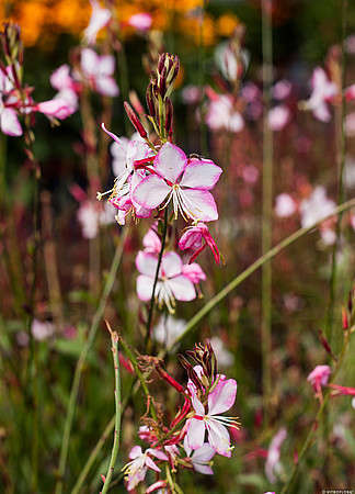 Gaura Rosy Jane Gaura lindheimeri 1l