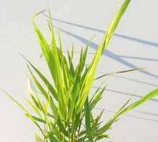 Hakonechloa smukła Nicolas Hakonechloa macra 1l