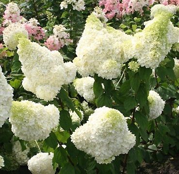 Hortensja bukietowa Magical Moonlight Hydrangea paniculata