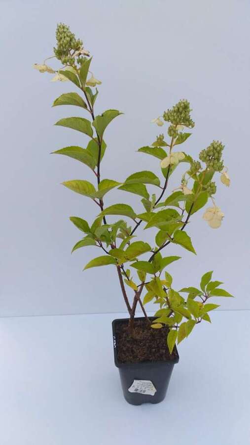 Hortensja bukietowa Pink Lady Hydrangea paniculata 1l