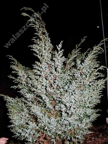 Jałowiec chiński Blue Alps Juniperus chinensis  9-1l