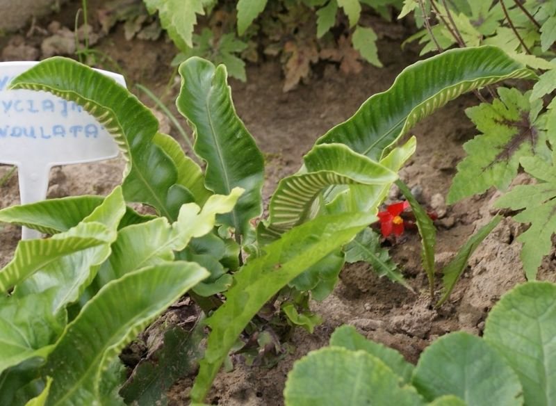 Języcznik zwyczajny Undulata Asplenium Scolopendrium 9