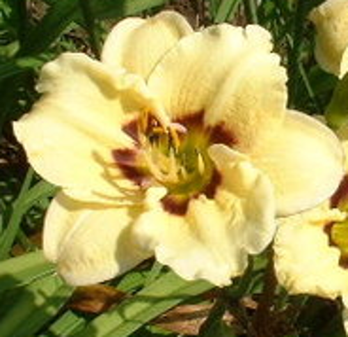 Liliowiec Siloam Doodlebug Hemerocallis hybrida1l