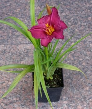 Liliowiec Summer Wine Hemerocallis 1l