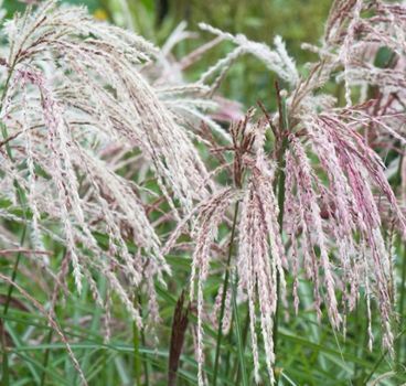 Miskant Chiński Kaskade Miscanthus Sinensis1l