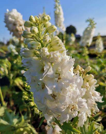 Ostróżka ogrodowa Magic Fountain Pure White Delphinium hybrida 1l 