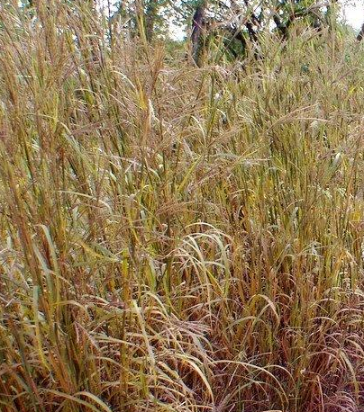 Palczatka Gerarda Andropogon gerardii 0,5l