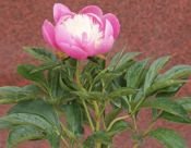 Piwonia Bowl Of Beauty Peonia (Paeonia)  