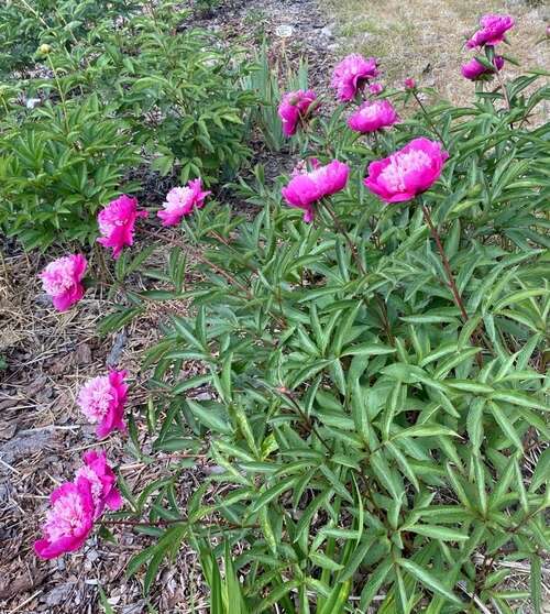 Piwonia Celebrity Paeonia 2-3l