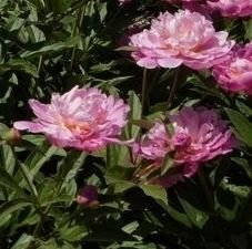 Piwonia Chińska Suzette Peonia (Paeonia) Lactifolia 2-3l