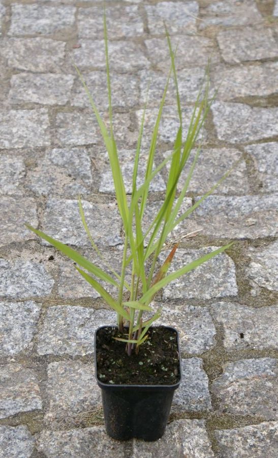 Proso Rózgowe Strictum Panicum Virgatum 9