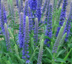 Przetacznik Kłosowy Baby Blue Veronica Spicata 9 