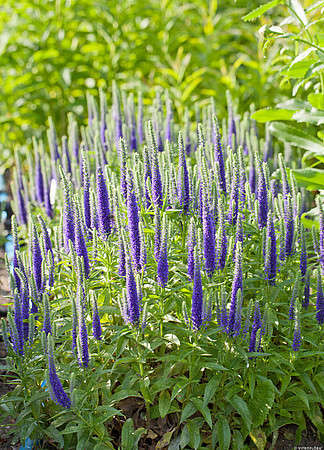 Przetacznik Kłosowy Royal Candles Veronica Spicata 9