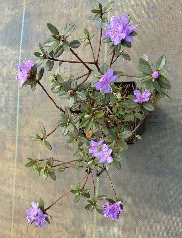 Różanecznik Ramapo Rhododendron 1 l