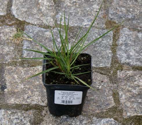 Rozplenica Japońska Weserbergland Pennisetum Alopecuroides 9