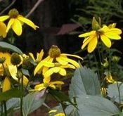 Rudbeckia Naga Herbstsonne Rudbeckia Laciniata 1l