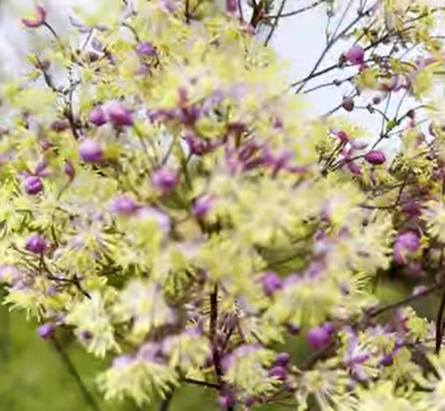 Rutewka Anne Thalictrum 1l