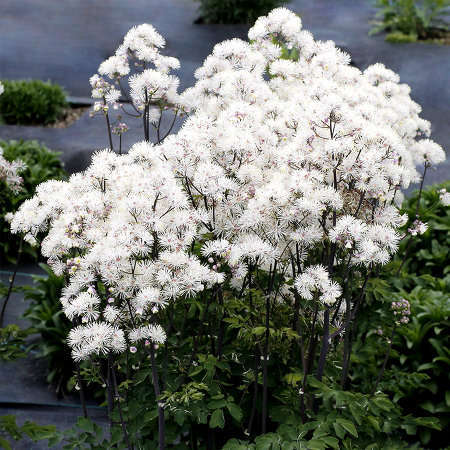 Rutewka Orlikolistna Nimbus White Thalictrum Aqulegiifolium 1l