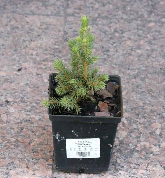 Świerk Biały Biesenthaler Fruhling Picea Glauca 0.5l - 1l