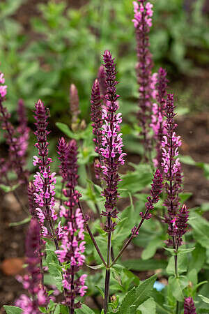 Szałwia omszona Caradonna Pink Salvia nemorosa 9