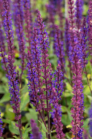 Szałwia omszona Caradonna Salvia nemorosa 9