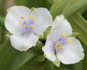 Trzykrotka ogrodowa biała Tradescantia Andersoniana 2l 