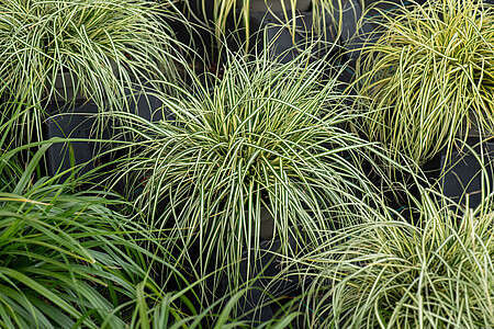 Turzyca oszimska Maxigold Carex oshimensis 1l