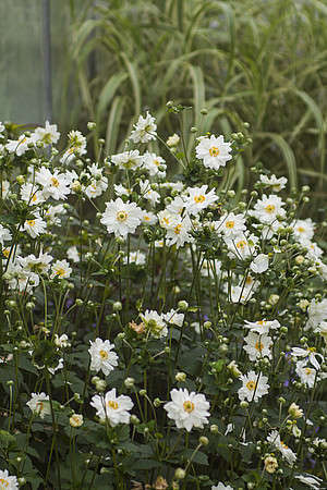 Zawilec Whirlwind Anemone Hybrida 9