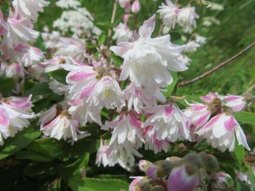 Żylistek Szorstki Codsall Pink Deutzia Scabra 1l