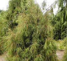 Żywotnik Zachodni Filiformis Thuja Occidentalis 1l