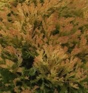 Żywotnik Zachodni Fire Chief Thuja Occidentalis 1l