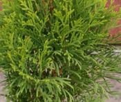 Żywotnik Zachodni Green Diamond Thuja Occidentalis 1l